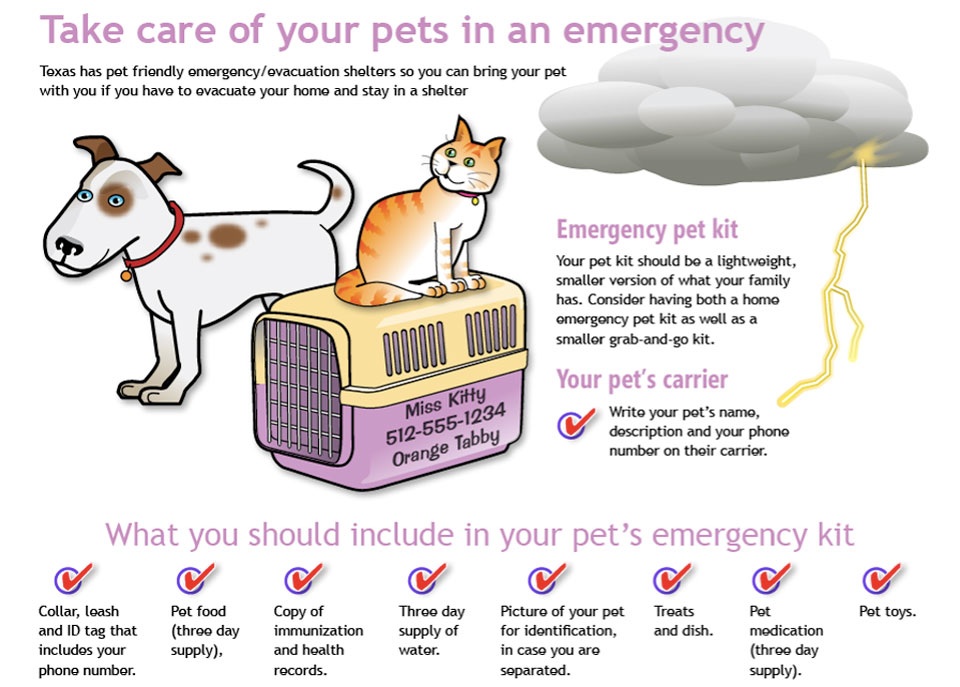 Type of pet. Take Care of Pet. Taking Care of Pets. Pet картинки для описания. How to take Care of Pet.